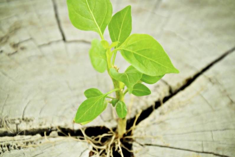 lecture intuitive Michele Flory Lyon 69