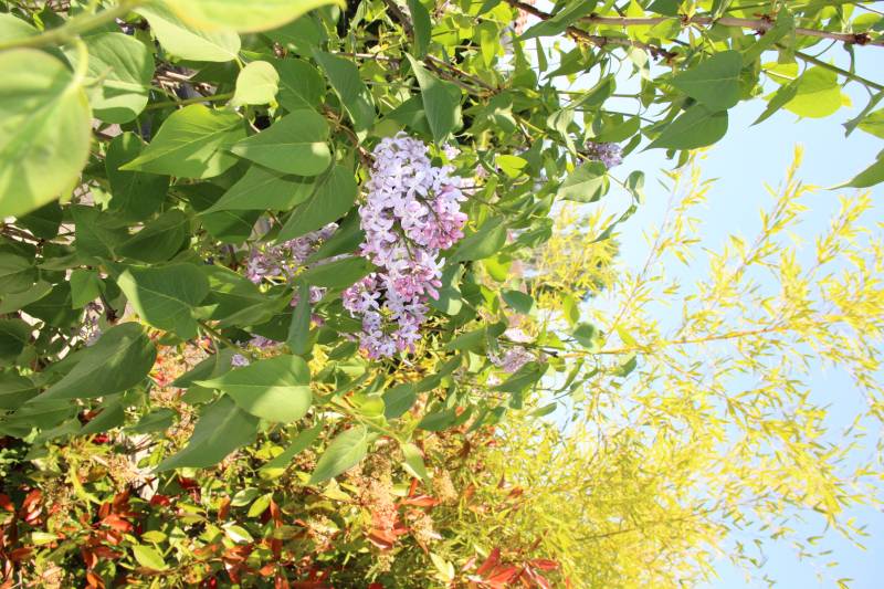 printemps éléments bois MTC