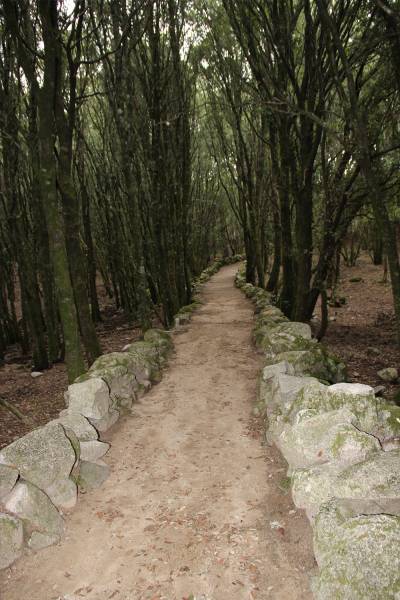 constellation familiale et ancestrale thérapie lyon